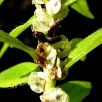 Gonostegia pentandra var. wightii (Benn.) Pull. & Karupp.